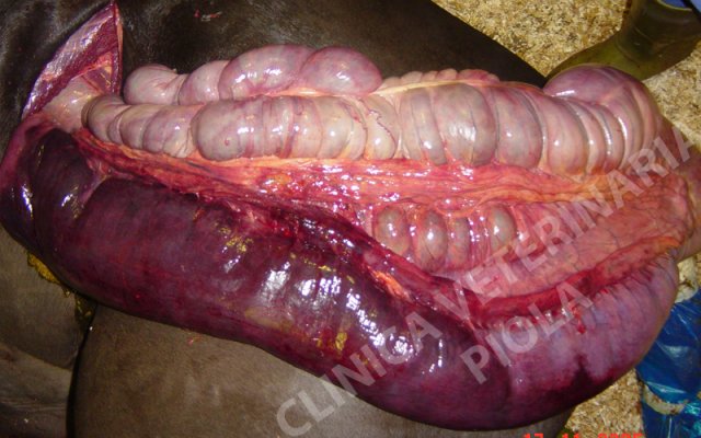 Colite dorsale destra